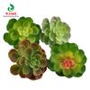 Simulación planta suculenta planta verde decoraciones cactus interior oficina pequeños adornos combinación maceta bonsái lote
