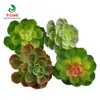 Simulación planta suculenta súper grande tamaño pequeño suculenta bonsái planta verde flor de plástico en maceta micro paisaje con pared vegetal