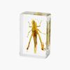 Resina de Venta Caliente Transfronteriza Muestras de Insectos Reales Araña Escorpión Saltamontes Regalo de Recompensa para Estudiantes de Primaria Regalo Artesanal