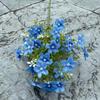Viento de océano azul flores de simulación para boda al por mayor azul oscuro azul zafiro azul bruma blanco boda camino guía techo flores falsas
