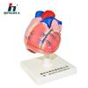 Modelo de Anatomía del Corazón Qinghua 1:1 Órgano Humano Enseñanza Demostración Médica Instrumento de Ciencia y Educación Personalización Biológica