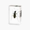 Resina de Venta Caliente Transfronteriza Muestras de Insectos Reales Araña Escorpión Saltamontes Regalo de Recompensa para Estudiantes de Primaria Regalo Artesanal