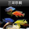 Peces Tropicales de Agua Dulce Vivos para Principiantes, Incluyendo Cíclidos, Peces Vivos con Envío Gratis