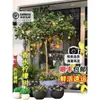 Planta de Limonero en Maceta con Fruta Comestible Planta Verde Alta para Sala de Estar Planta Grande Interior Balcón Perenne Todo el Año