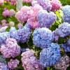 Plántulas de hortensia de verano sin fin, plantas en maceta para balcón interior con capullos, flores fáciles de cultivar durante todas las estaciones.