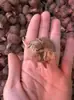 Bulbos de açafrão, sementes ornamentais de açafrão e plantas bulbosas são fáceis de cultivar no outono e inverno, e são resistentes ao frio, tornando-os adequados para cultivo em vasos.
