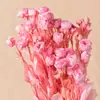 Venta Directa de Fábrica de Yunnan Ramos de Flores Eternas de Rosa Multicabeza en Stock Venta al por Mayor Flores Reales de Rosa Multicabeza Flores Eternas