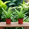 Helecho Nido de Pájaro Planta Verde para Sala de Estar Planta en Maceta de Interior para Entrada del Hogar, Baño, Dormitorio, Estación de Trabajo, Fácil de Cuidar, Aspecto de Alta Gama