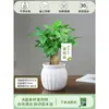 Árbol del Dinero Maceta Flores, Sala de Estar, Casa Próspera, Plantas Verdes, Fácil de Cultivar en Todas las Estaciones, Árbol del Dinero, Plantas Hidropónicas de Escritorio para Oficina