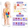 Ciencia y Educación Infantil Modelo de Órganos Humanos Juguetes de Ensamblaje DIY STEAM Iluminación Materiales Didácticos Experimentales Tarjeta Médica Cognición