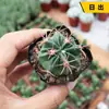 Sistemas Radiculares de Cactos Fáceis de Cultivar, Cacto Colunar de Pelos Curtos, Coleção de Cactos Fáceis de Cuidar para Iniciantes