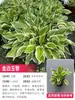 Canteiro de Flores para Plantas Resistentes ao Inverno Combinação de Plantas em Vasos, Resistente ao Frio e Fácil de Manter, Flores para Paisagismo de Varandas e Jardins, Plantas Verdes Perenes para Todas as Estações