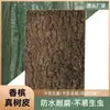 Casca de Árvore Champagne Natural com Placa de Suporte para Decoração de Paisagismo, Parede de Plantas Verdes, Placa de Fundo para Terrário de Répteis, Casca de Cortiça