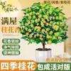 Osmanthus de Cuatro Estaciones Flor Comestible Fragancia en Toda la Casa Árbol de Osmanthus en Maceta Fragancia Fuerte Planta Verde Flor de Interior Fácil de Cultivar Venta al por Mayor
