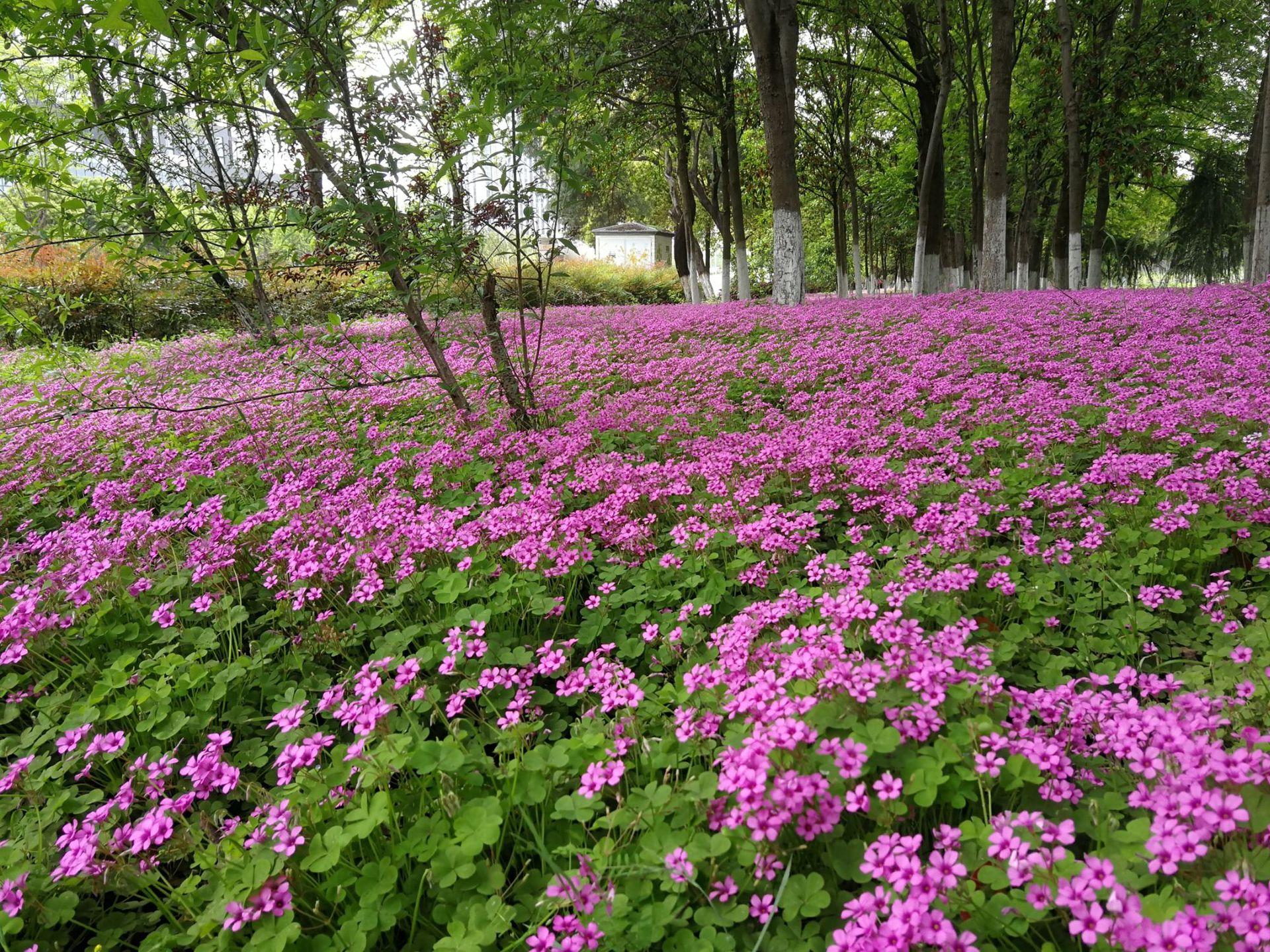 红花酢浆草1 (2)