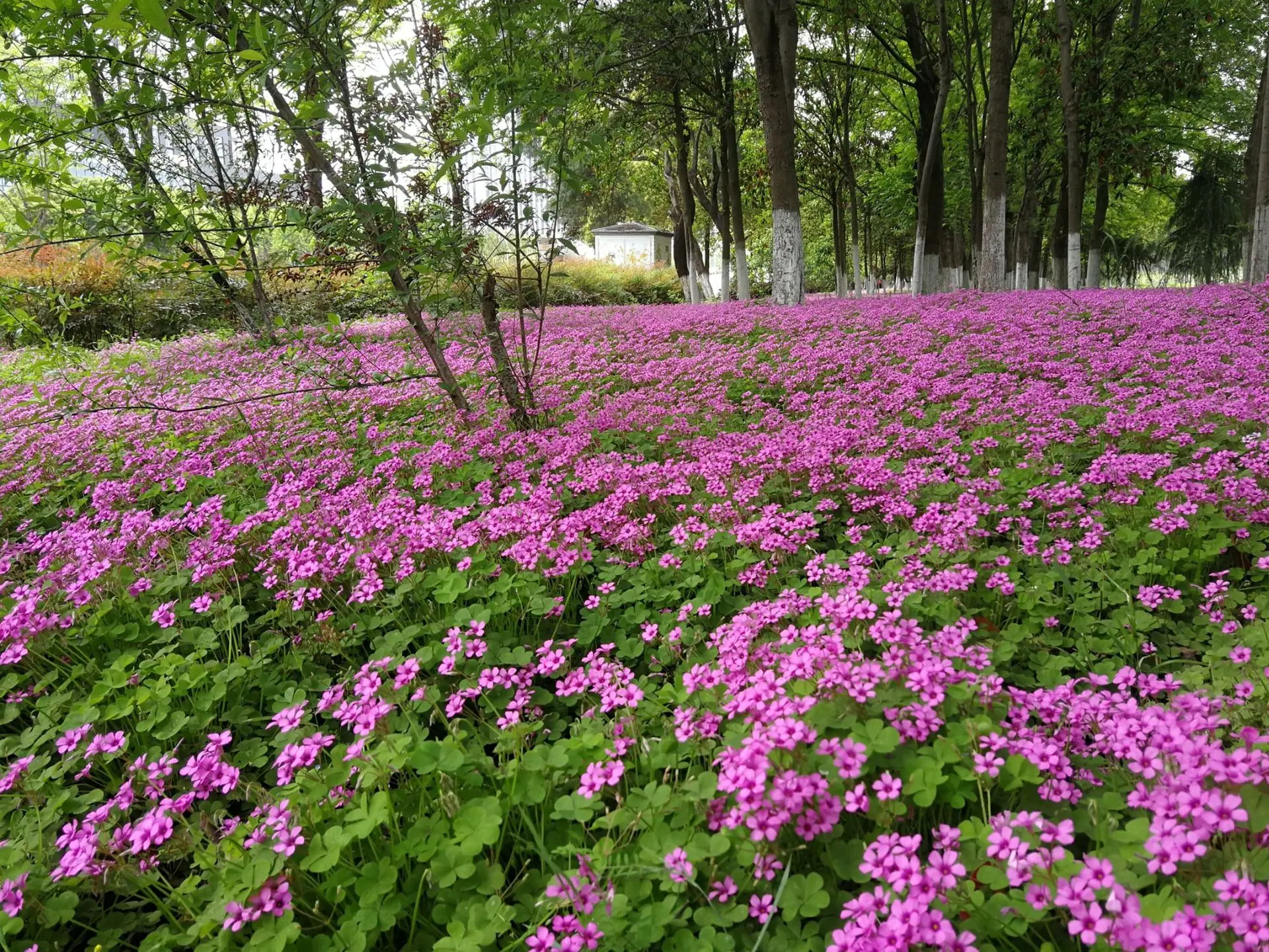 红花酢浆草1 (2)