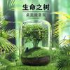 Botella Ecológica Micro-Paisaje Peces Acuario Pequeño Peces y Camarones Paisajismo de Escritorio DIY Regalo Creativo Acuario Ecológico