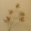Material de Balde de Ano Novo 2025 Véspera de Ano Novo Fruta Vermelha Folha de Ouro Folha de Ginkgo Folha de Leque Tamanho do Leque Leque Redondo Costas de Tartaruga Dourado