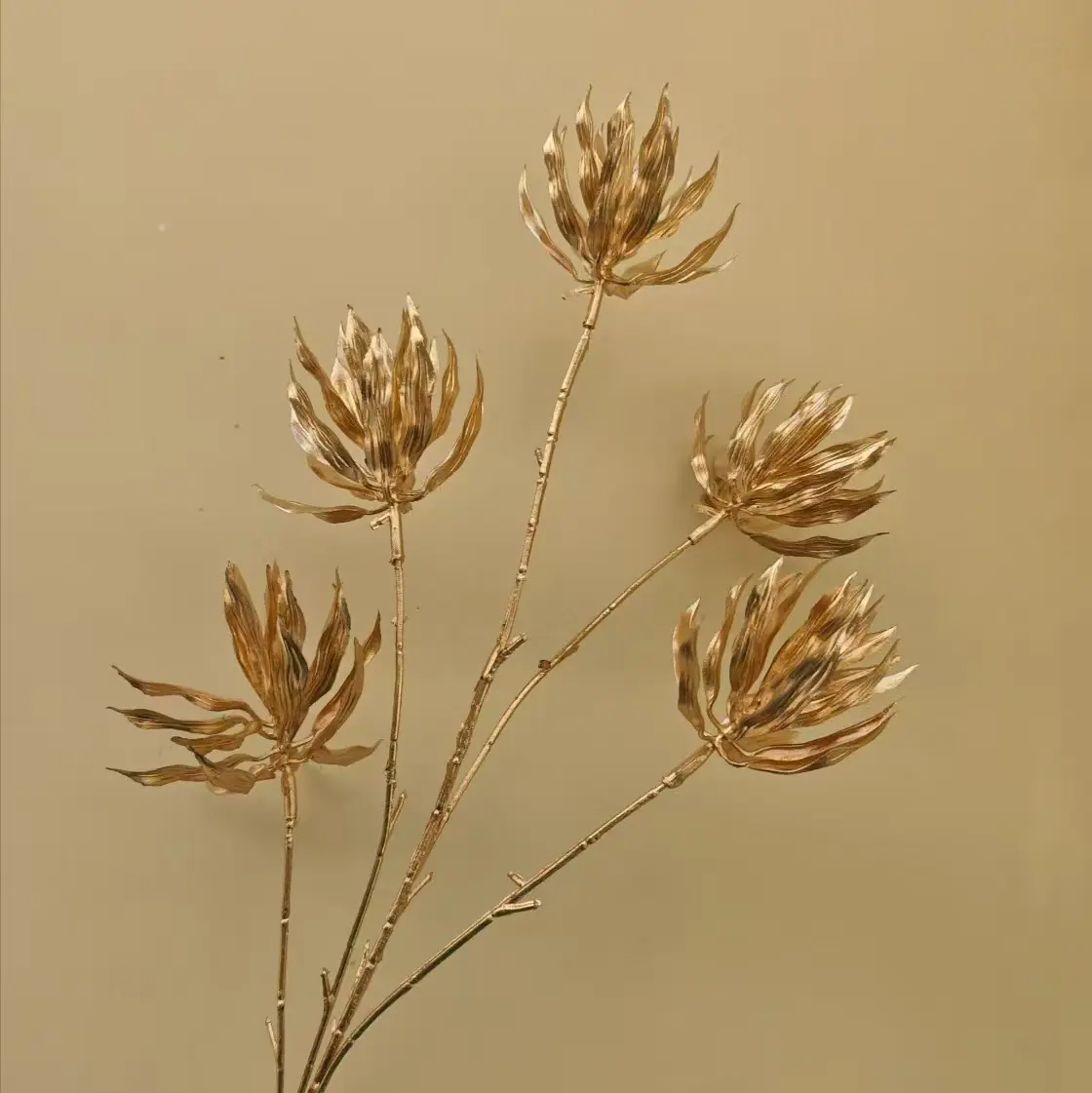 火焰花.jpg