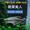Decoraciones para Acuario para Pez Ángel, Guppy, Pez Betta, Peces Tropicales y Peces Guppy, Suministro Directo del Mercado de Peces