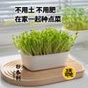 Artefacto de plantación casera importado de Japón, canasta para cultivo de brotes de frijol, maceta, caja de almacenamiento con drenaje para cocina, caja de cultivo sin tierra