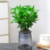 Rábano Verde Árbol de la Fortuna Espárrago Bambú Flor de Incienso de Nueve Millas Planta en Maceta Interior Menta Bambú Rico Planta Hidropónica Fácil de Alimentar