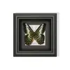 Mariposa Verde - Especímenes de Mariposas, Mariposas Reales, Diversas Especies de Mariposas de Alas Extendidas, Mariposas Originales para Enseñanza, Regalo para Amigos, Regalo de Cumpleaños con un Toque de Lujo