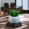 Bonsai Árvore da Fortuna Planta Pequena em Vaso Ornamento de Mesa de Chá de Escritório Estilismo Zen Minimalista Paisagem em Miniatura Interna Flores Plantas Verdes