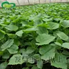 Sementes de Melão de São Caetano Verde Longo Broto Cai Cai Maturação Precoce Verde Doce Crocante Ligeiramente Amargo Sementes de Melão de São Caetano Verde Longo Sementes de Vegetais Horta de Fazenda Sementes de Vegetais