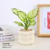 Planta em Vaso Vermelho Geely, Planta Verde Ruyi Rainha Elefante Branco Hidropônica, Planta de Folha Decorativa para Mesa de Escritório, Flor Fácil de Cuidar