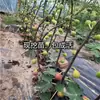 Venta al por mayor de plántulas de higo azucarero para plantar en jardines del norte y del sur, plantas en maceta para todas las estaciones, injerto de frutos extra grandes