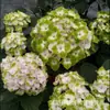 Sementes de Mudas de Flor de Touceira Antiga de Hortênsia, Flor Oito Imortais, Verão Infinito, Floresce em Todas as Estações, Plantas de Vaso para Varanda e Jardim, Resistente ao Inverno