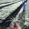 Piña de Aire Planta sin Tierra para Personas Mayores, Hierba de Aire Piña Planta Verde Creativa de Cuatro Estaciones Perenne Colgante de Interior