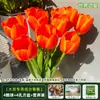 Resistencia al FríoTulipán Holandés Hidropónico Planta de Floración Cuatro Estaciones Planta Verde Flores en Maceta para Sala de Estar Apto para Principiantes