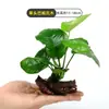 Plantas de Acuario, Decoraciones de Paisajismo con Césped Real, Plantas Aptas para Principiantes, Crisantemo Verde Ciempiés, Plantas de Sombra, Piedra Volcánica, Plantas Verdes Purificadoras de Agua