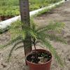 Com Terra e FolhasQuatro EstaçõesSempre VerdePinheiro do Mar do Sul, Abeto do Mar do Sul, Mudas de Abeto Australiano, Árvore de Natal, Planta e Flor Populares