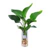 Ave del Paraíso Hidropónica, Planta Verde Grande en Maceta, Strelitzia Cultivada en Agua, Escritorio de Oficina Sala de Estar, Flores que Florecen en Todas las Estaciones