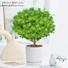 Planta de Vaso Perfume Milão com Botões de Flor, Caule Antigo, Planta de Interior Que Floresce o Ano Todo e Repele Mosquitos