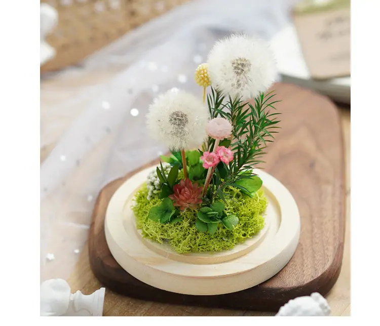 永生花蒲公英