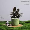 Árvore da Fortuna Plantada em Vaso Desktop Planta Criativa Enfeites Florais de Escritório e Plantas Verdes Coco Rico Funcho Pequeno Bonsai