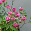 Rosa Japonesa com Botões Planta Verde Envasada para Floração o Ano Todo em Peitoril de Janela ou Varanda
