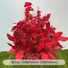 Arreglos Florales para Bodas, Arreglos Florales Rojos, Banquete de Compromiso Estilo Chino, Decoración de Bodas, Escenario del Salón de Bodas, Arreglos Florales para Pasillos, Flores Artificiales