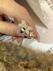 Anillo de abeja de estilo frío con sensación avanzada para mujer, con apertura ajustable, diseño de nicho, circonita ligera, anillo de moda de lujo.