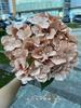 [Branco hortênsia artificial] nova 5 cabeça Mallorca hortênsia vermelho Comércio Exterior casamento estrada chumbo flor falsa atacado