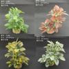 Simulación flor falsa pasto falso planta verde decoración paisajística pecera adornos acuario suministro fabricantes comercio electrónico transfronterizo