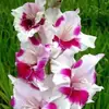 Bulbos de Gladiolo y Flor de Acanthopanax, plántulas de flores en maceta, perenne, resistente al frío, fáciles de cultivar y mantener durante todo el año, bulbos florales con capullos