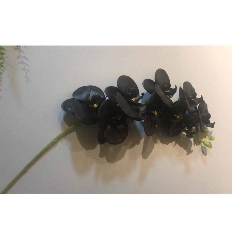 蝴蝶兰单枝-800-黑-1-3