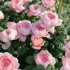 Plántulas de Flor Rosa Reina Sueca Maceta Balcón Patio Todo el Año Flores Extra Grandes Plantas de Flor Fragante Plántulas de Rosa