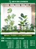 Paisagismo de Planta Artificial Varanda Arranjo de Paisagem Escada Interna Sob Árvore de Flores Artificiais Decoração Biomórfica Planta Verde Paisagismo Combinação