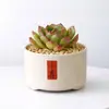 Conjunto fofo de plantas de interior para mesa para jardim de infância, fácil de cultivar e cuidar, pequenas plantas em vasos
